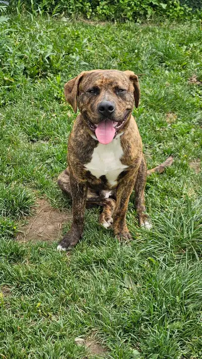 dog for rehoming, View more