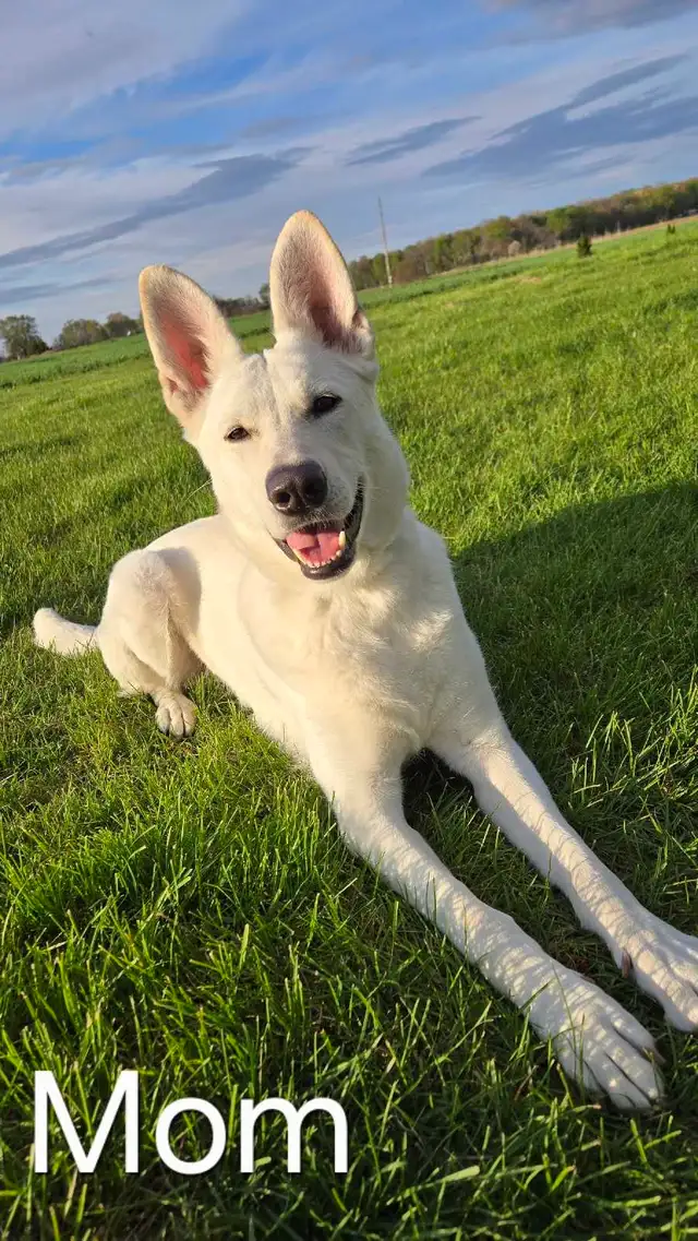 lab-shepherd-puppies-for-sale-dogs-puppies-for-rehoming-chatham