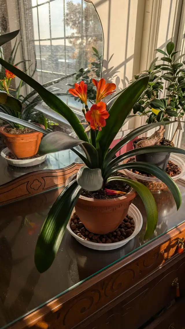 Beautiful Variety of Plants