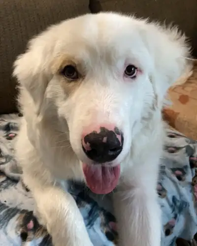 Kasper - Great Pyrenees/Maremma, View more
