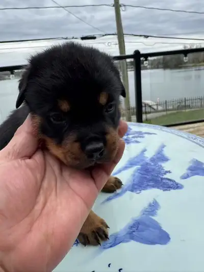 Pottweiler puppies available in Toronto! Ready to go! Females and males are all available, text me i...