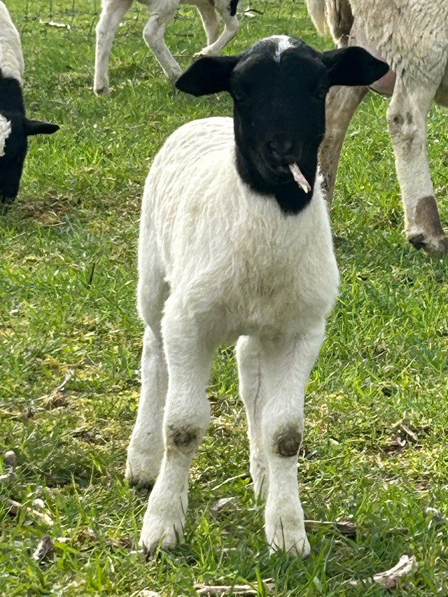 Full Blood Dorper Ram Lamb in Livestock in Hope / Kent - Image 3