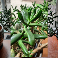 LARGE SUCCULENT PLANT 23 INCHES HIGH IN 10 INCH POT