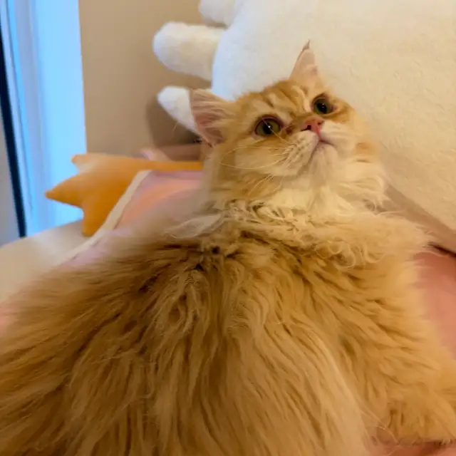 British longhair looking for new home in Cats & Kittens for Rehoming in City of Toronto - Image 5