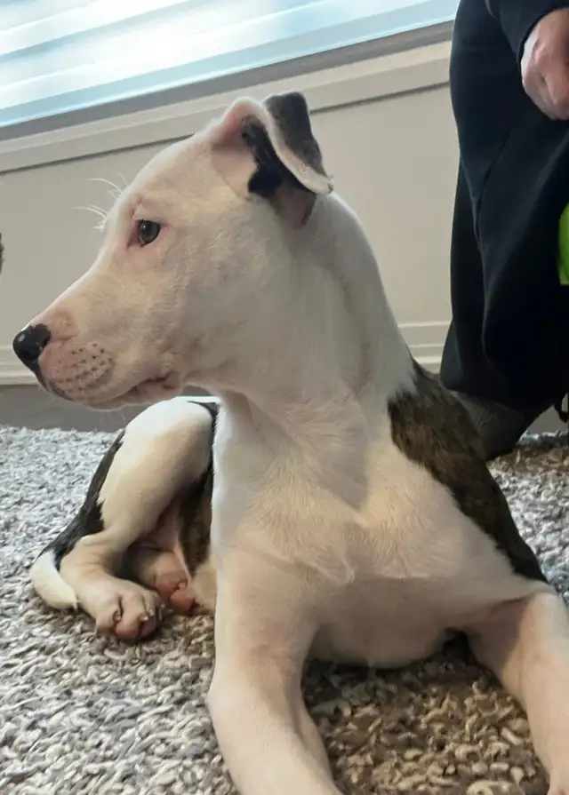 Dogo/ bully female in Dogs & Puppies for Rehoming in Brantford - Image 5