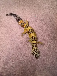 leopard gecko 