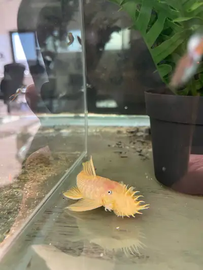 albinos bristle nose pleco , View more