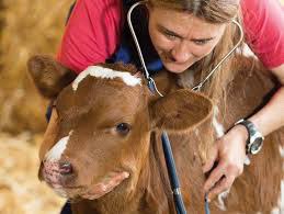Vet technician/assistant in Healthcare in Winnipeg - Image 2