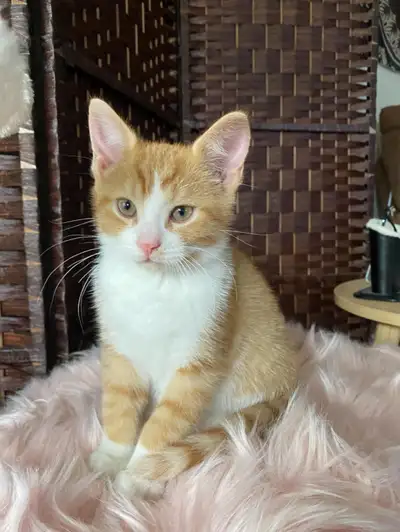 Having to rehome my (neutered) best buddy "Murphy BaBa O'Reily", View more