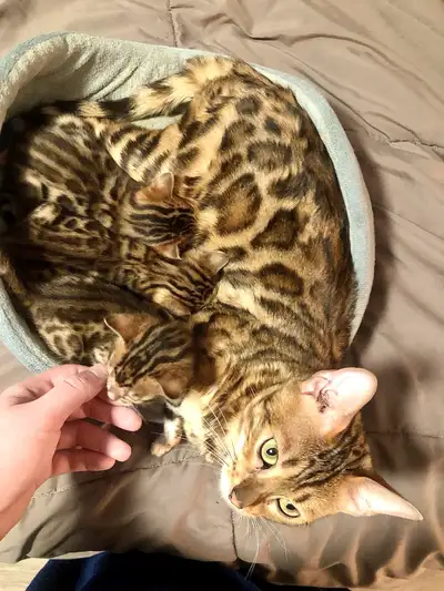 Adult Purebred Female Bengals, View more