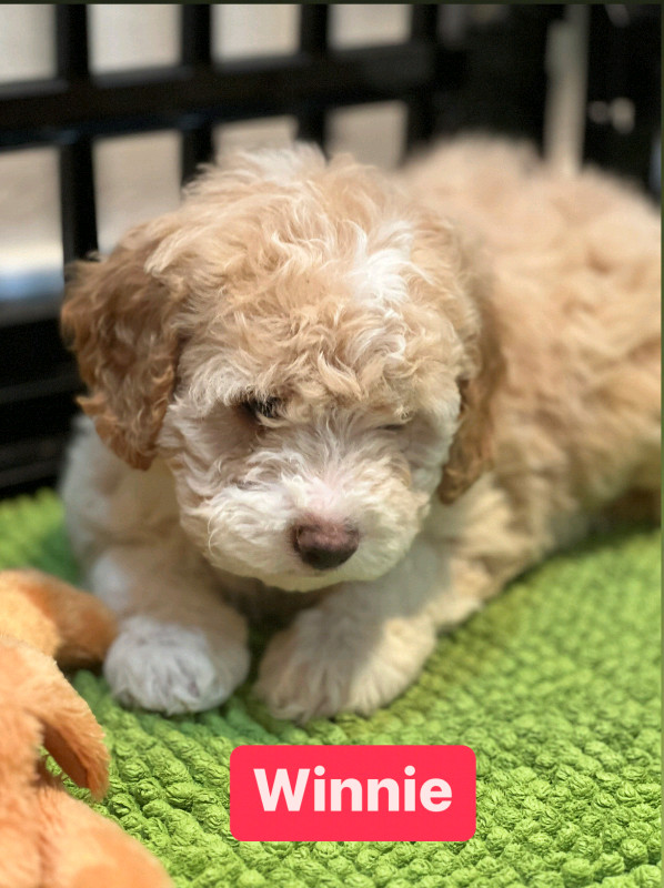 Mini Cockapoo puppies for rehoming ( only 2 left) | Dogs & Puppies for ...