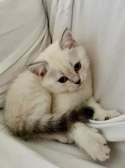 Scottish Straight 8 weeks gentle kittens -male and female., View more