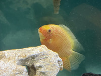 Red spotted severum 