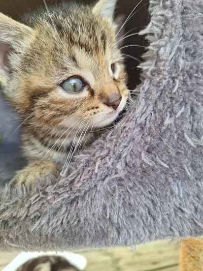 Chaton a vendte, View more