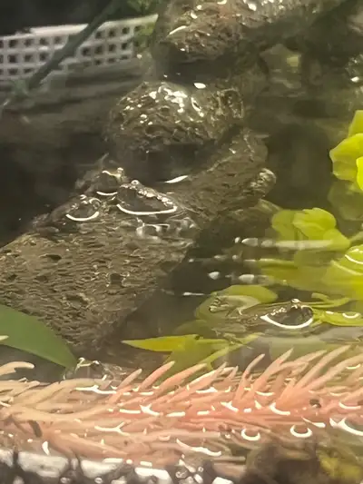 Baby fire bellied toads, 15 each and deals on multiple. Located in capebreton
