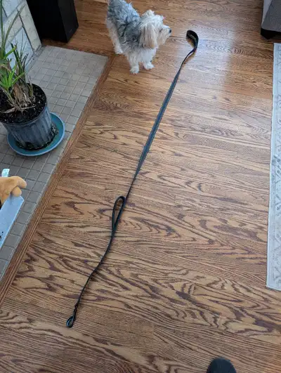 Dog Leash, View more