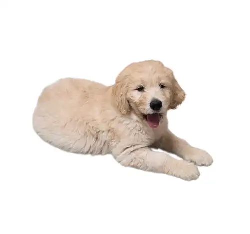 We at Hidden Meadows Goldens are pleased to announce that we had a litter of 2 male Standard English...