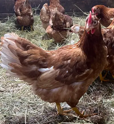 Young laying hens for sale., View more