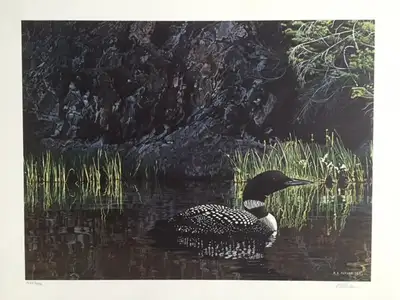Print Picture - Summer Loon by Ron Parker, View more