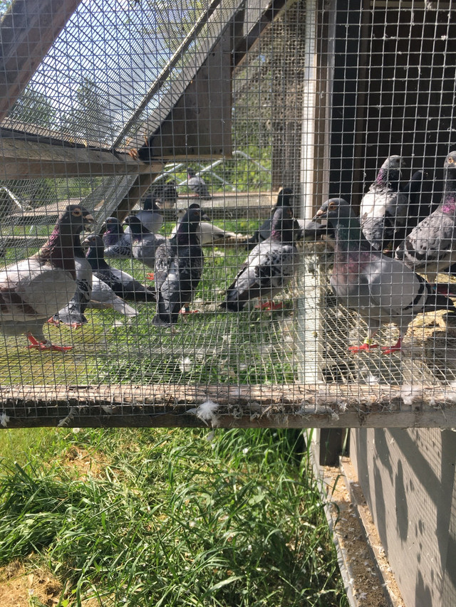 Racing pigeons  in Birds for Rehoming in Markham / York Region