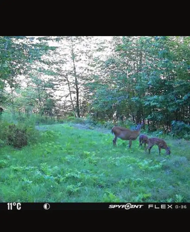 55 acres – Terre à bois à louer – Zone 4 – Cerfs et orignaux in Quebec in Canada - Image 7