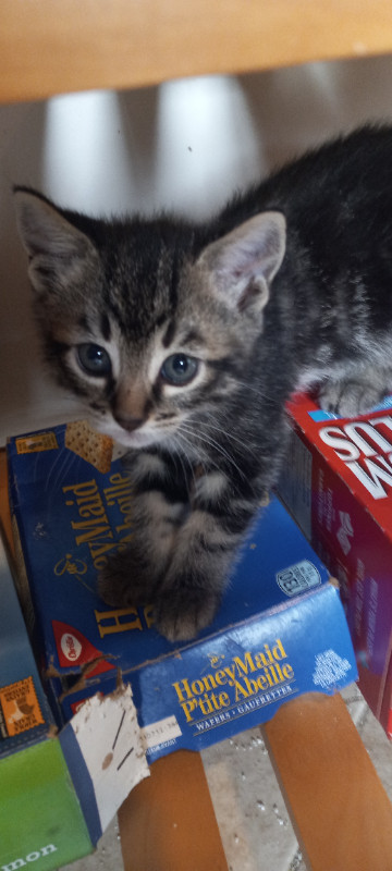 3 kittens for sale in Cats & Kittens for Rehoming in Burnaby/New Westminster - Image 2
