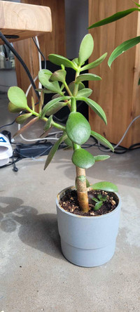 Jade plant 14"x 8" in a grey IKEA NYPON 4" x 4" pot