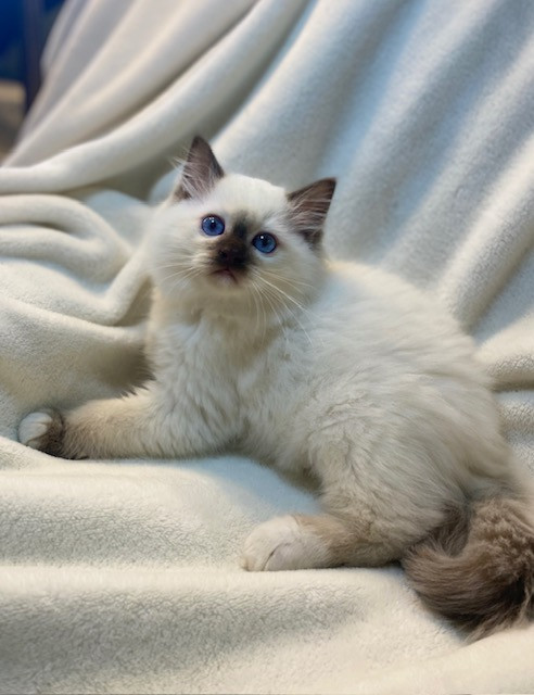 TICA Registered Ragdoll Kittens in Cats & Kittens for Rehoming in Victoria - Image 3