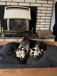 German Shorthaired Pointers March 2024