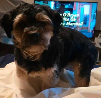 2 year old Male Yorkie, View more