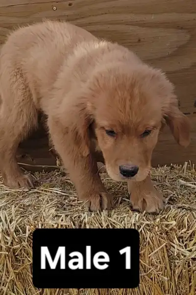 Only 3 Left! Golden Retriever Irish Setter Puppies Ready to go!!, View more