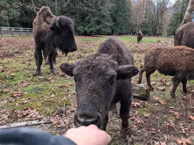 Bison Cows, View more