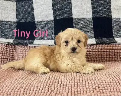 REGINA DELIVERY- February 11th or 12th !!!! We have 1 adorable puppy available - they are very sweet...