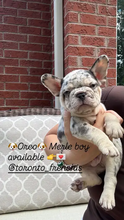 CKC mini French bulldog puppy, View more