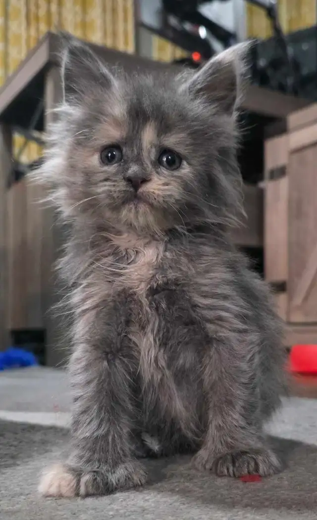 Maine Coon male 3 mois. Enregistré bleu tabby