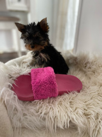Yorkshire terrier mini  purebreed  puppy’s extremely tiny 