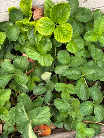 It’s not too late to start your own strawberry patch or add to an existing one. These plants are hea...