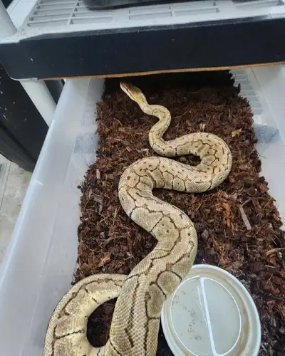male g stripe $80 bel lesser x Mojave 250 woma het albino 80 lesser pastel 100 female pastel breeder...