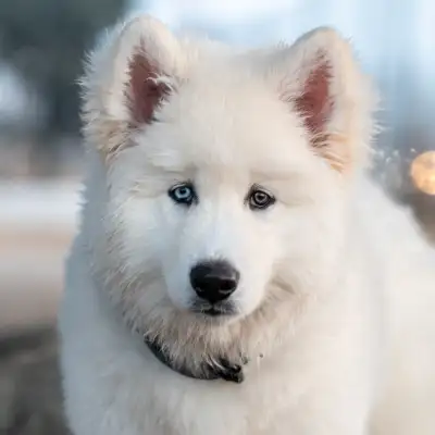 Private In-Home Dog Training, View more