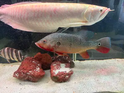 PREDATOR FISh-  MUST GO CLEARANCE SALE, View more