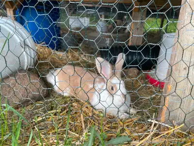 New Zealand / California cross rabbits for consideration. They have been handled daily so very frien...