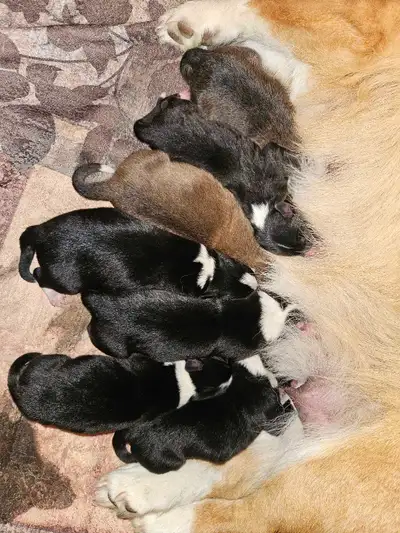 Borgi Puppies! , View more