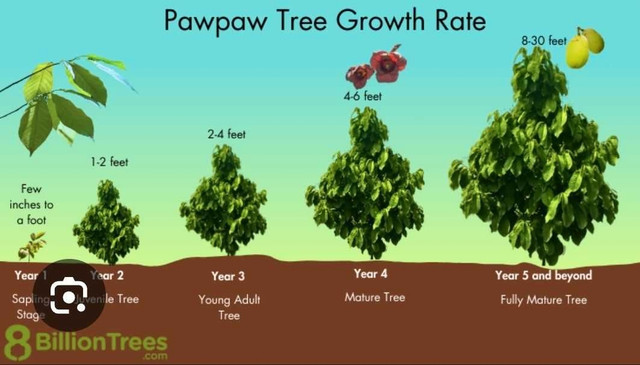 Paw Paw Trees in Plants, Fertilizer & Soil in London - Image 2