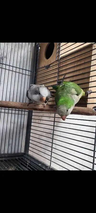Proven Breeding Pair of Quaker Parrots Healthy established breeding pair with a proven history of pr...
