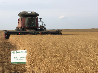 CDC Citrine is a high yielding yellow pea developed by the Crop Development Centre and Saskatchewan...