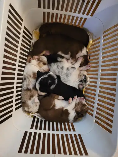 Christmas Special   Mini Australian Shepherds, View more