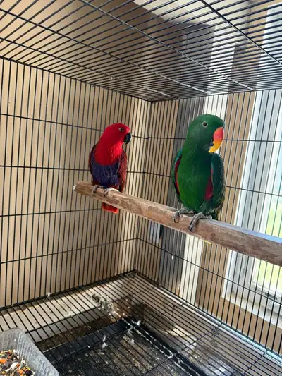 eclectus breeder pair, View more