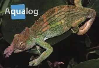 SELDOM SEEN BEAUTIFUL CHAMELEONS SPECIAL in Reptiles & Amphibians for Rehoming in North Bay - Image 6