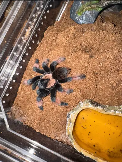 Tarantula, View more