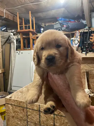 Purebred golden retriever puppies, View more